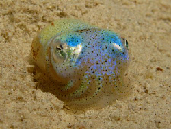Juvenile cuttlefish (approx 15mm) putting on a neon displ... by James Dawson 